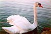 Click for an enlarged view